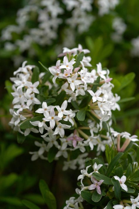 A delightfully fragrant winter-flowering shrub, winter daphne adds evergreen interest to garden beds and borders. Glossy Abelia, Best Shrubs For Shade, Winter Daphne, Shady Plants, Daphne Odora, Daphne Shrub, Daphne Plant, Deer Resistant Shrubs, Colorful Shrubs