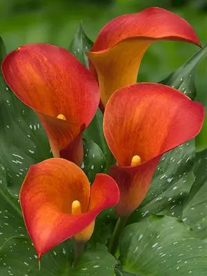 Wholesale Calla Lily / Zantedeschia Bulbs - Flamingo Holland Inc. Calla Lily Bulbs, Lily Seeds, Calla Lily Flowers, Lily Bulbs, Flower Garden Design, Calla Lilies, Bulb Flowers, Flowers Perennials, Annual Plants