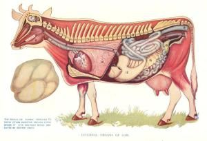 Sep 20 2011: The Anatomies of Animals (from Virtue’s Household Physician, c.1930s) | The Serendipity Project Veterinary Illustration, Cow Anatomy, Vet Study, Arteries Anatomy, 1920 Poster, Digestive Organs, Veterinary Science, Vet Medicine, Horse Anatomy