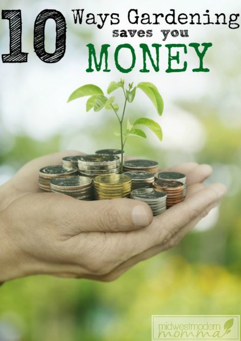 10 Ways Vegetable Gardening Saves You Money ~ Vegetable gardening can cost you a minor investment, but what you get in return is well worth it! Planting a garden can actually save you money in more ways than one, and who wouldn’t enjoy keeping a little cash in their pockets? Click to check out 10 ways to save money with a veggie garden or repin for later! Growing Money, Growing Ginger Indoors, Planting A Garden, Salad Veggies, Growing Spinach, Growing Ginger, Raised Garden Bed Plans, Aloe Vera Plant, Houseplants Indoor