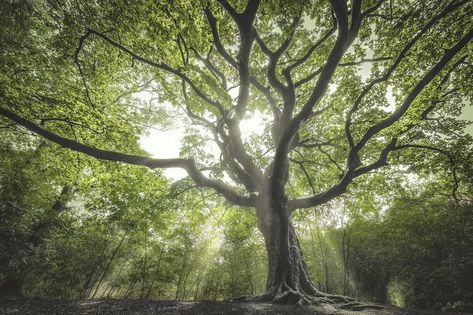 Elderberry Tree, Witch Tree, Fagus Sylvatica, Taxus Baccata, Tree Story, Veliko Tarnovo, Castle Estate, Limestone Rock, Silver Fir