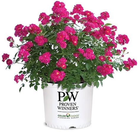 Rose of the Year, Oso Easy Peasy Rose Fertilizer, Landscaping With Roses, Burning Bush, Shrub Roses, Butterfly Bush, Attract Pollinators, Early Winter, New Growth, Garden Flowers