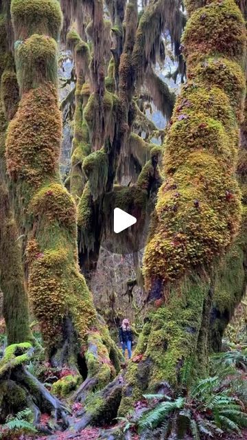 National Parks🏔 | Adventure | Travel | Nature on Instagram: "@lacey_spalding unveils the Hoh Rainforest, a symphony of nature’s secrets in every leaf🌿🤩

💡 The Hoh Rainforest receives up to 14 feet of rain a year, making it one of the lushest, greenest places in the world with a mystical, fairy-tale ambiance.

Share this with someone who needs to see this!😍

🎥 @lacey_spalding
📍 Hoh Rainforest, Olympic National Park, Washington, USA" Hoh Rainforest Washington, Mystical Fairy, Hoh Rainforest, Olympic National Park Washington, Washington Usa, Places In The World, Olympic National Park, Travel Nature, Fairy Tale