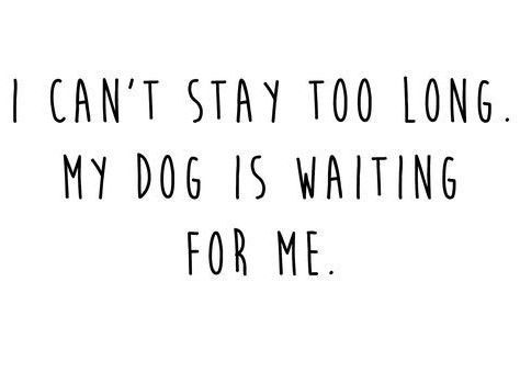 Dog Mom Quotes, Dog Quotes Love, Pet Stuff, Animal Quotes, Dog Quotes, My Dog, Border Collie, Dog Person, I Love Dogs