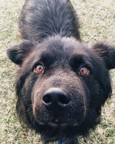 Labrador Chow Chow Mix The Labrador Chow Chow Mix. is the result of breeding Chow Chow with Labrador Retriever. While the two seem entirely from different spectrums, their crossbreed would come out as adorable and as fluffy as it sounds. It is not as popular a crossbreed as others since the two do not seem […] Chow Chow Mix, Best Dry Dog Food, Designer Dogs Breeds, Labrador Mix, Best Puppies, Loyal Dogs, Designer Dog, Dog Activities, Dog Parents