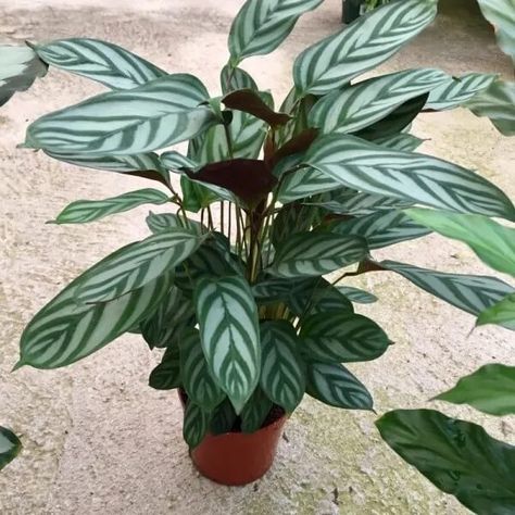 Ctenanthe Setosa, Never Never Plant, Dark Green And Silver, Calathea Plant, Never Never, Prayer Plant, Plant Growing, Inside Plants, Green And Silver