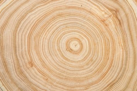 Premium Photo | Photo cross section of a cut wood tree trunk slice with wavy pattern cracks and rings sawed down from the woods Tree Cross Section, Tree Ring Wallpaper, Tree Ring Illustration, Tree Ring Prints, Tree Trunk Cross Section, Tree Trunk Slices, Cross Section, Wood Trunk, Wood Tree