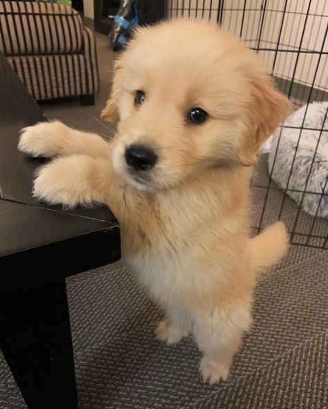 Puppy Golden Retriever, Sweet Pictures, Golden Moments, Cute Small Animals, Cute Animals Puppies, Very Cute Dogs, Cutest Animals, Pretty Dogs