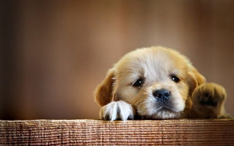 10 Top Cute Dogs For Wallpaper FULL HD 1080p For PC Desktop Puppy Backgrounds, Dog Background, Cute Puppy Wallpaper, Cute Dog Wallpaper, Cute Dogs Images, Puppy Wallpaper, Puppy Images, Wild Atlantic Way, Cute Animals Puppies