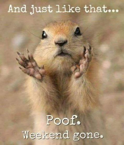 Funny Monday Memes, Monday Humor Quotes, Monday Memes, Monday Humor, Funny Good Morning Quotes, Morning Quotes Funny, Weekend Humor, Cute Good Morning Quotes, Good Morning Funny