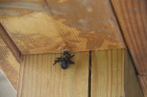 Here’s how to discourage carpenter bees from making their homes in yours. Bee Species, Cement Board Siding, Bee Trap, Carpenter Bee Trap, Bee Traps, Effective Management, Wood Bees, Household Pests, Carpenter Bee