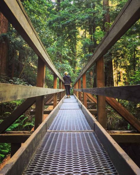 Perspectives on Muir Woods Muir Woods California, Bay Area Travel, Bay Area Hikes, San Francisco Vacation, Muir Woods National Monument, San Francisco Travel Guide, Napa Valley Trip, Camping Planning, California Hikes