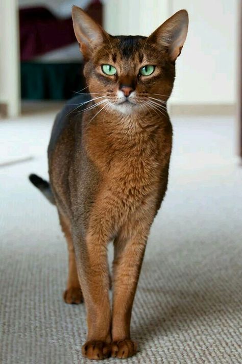 Cats With Big Eyes, Abyssinian Cat, Image Chat, Abyssinian Cats, Beautiful Cat Breeds, Abyssinian, Cute Kittens, Warrior Cats, Beautiful Cat