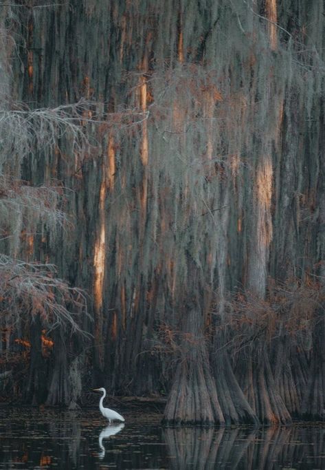 Bayou Wallpaper, Where The Crawdads Sing Aesthetic, Bayou Aesthetic, Swamp Witch Aesthetic, Swamp Photography, Swamp Village, Swamp Plants, Swamp Aesthetic, Louisiana Landscape