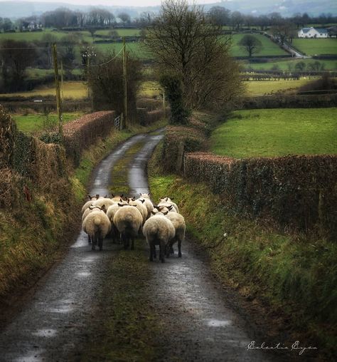 Ireland 🇮🇪 on Instagram: “Select by @mattberthou 📸 @eclectic.eyes Site : 🇮🇪 ireland” Connemara Ireland, Best Of Ireland, Anton Pieck, Visit Dublin, Ireland Photography, Armagh, Irish Landscape, Irish Cottage, Woodland Art