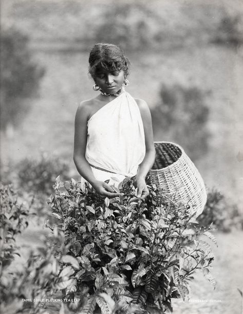 17 Extremely Rare Photos Capture Everyday Life of Ceylon (Sri Lanka) in the 1880s ~ Vintage Everyday History Of Sri Lanka, Forest People, Tea History, Ceylon Sri Lanka, Vintage India, Tea Leaf, Historical Art, The Good Old Days, Rare Photos