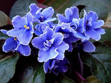 African Violet Queen - share a love of beauty by leaving flowers from my yard out for people to take or giving as gifts (Jinger Heath book) African Violets Plants, Violet Plant, Moth Orchid, Indoor Trees, Crassula Ovata, Moon Garden, Violet Flower, African Violets, Meus Pins