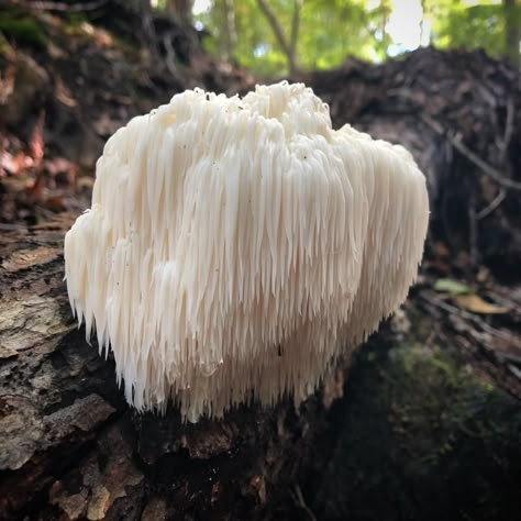 Lion's Mane Mushroom, Lion's Mane, Lion Mane Mushroom, Lions Mane, Mushroom Identification, Lions Mane Mushroom, Mushroom Pictures, Edible Mushrooms, Make A Character