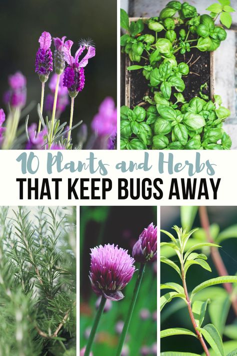 Herbs For Bug Repellent, Herbs To Repel Insects, Anti Bug Plants, Big Repellant Plants, Plants That Repel Gnats, Plants That Deter Bugs, Indoor Plants That Repel Bugs, Plants Repel Bugs, Bug Deterring Plants