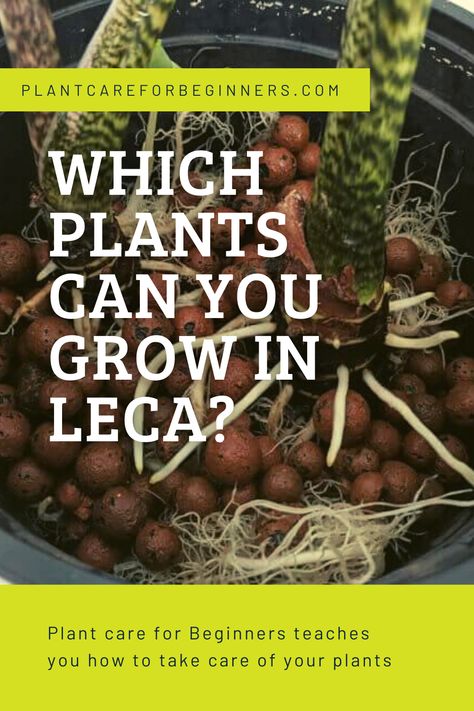 Leca is a very versatile growing medium for your houseplants, but whether or not you can grow your favorite houseplant in Leca depends on a few things. In this post, we're going to find out which plants work well with Leca and which ones might not do too well with it. Snake Plant Decor, Planting In Clay, Snake Plant Care, Succulent Bonsai, Plant Benefits, Diy Plant Hanger, Growing Plants Indoors, Growing Succulents, Plant Guide