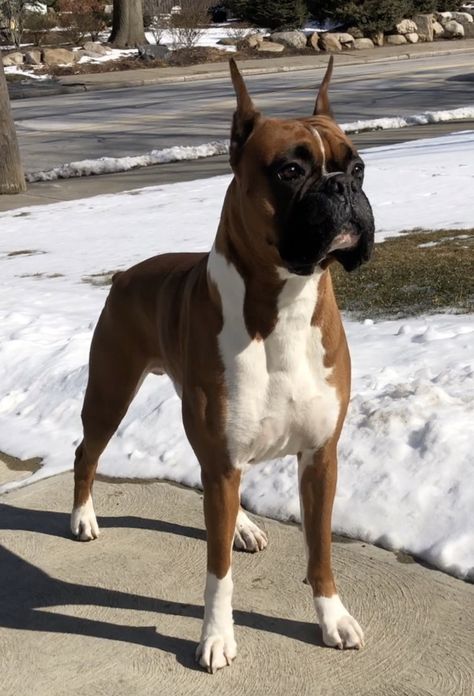 Boxer Dog Tattoo, Dogs Boxer, Cute Boxer Puppies, Boxer Dogs Facts, Forever Puppy, Boxer Dog Breed, Dog Breed Names, Working Dogs Breeds, Boxer Dogs Art