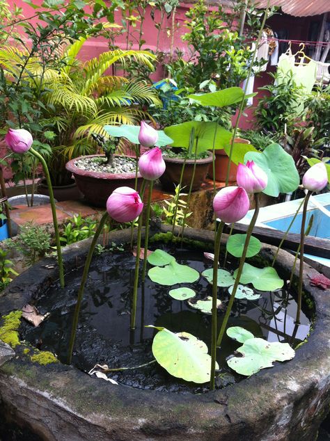 Lotus flower at the Turtle Temple Japanese Water Gardens, Tanaman Air, Small Water Gardens, Kolam Koi, Container Water Gardens, Taman Air, Lotus Garden, Indoor Water Garden, Aquatic Garden