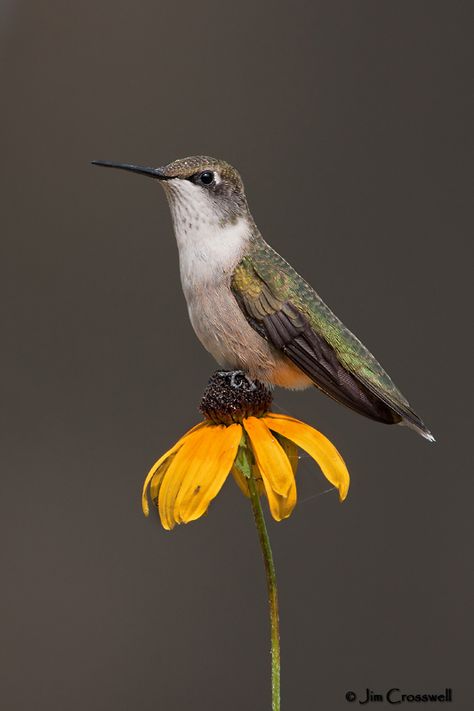 Sitting Hummingbird Tattoo, Sitting Hummingbird, Bumblebee Hummingbird, Hummingbird Sitting, Hummingbird Images, Cute Hummingbird, Hummingbirds Photography, Hummingbird Photos, Wallpaper Animals