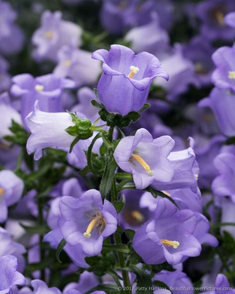 I recently photographed a set of Champion Pro Lavender Canterbury Bells (Capanula medium) at a local botanical garden. I loved seeing all the shades of lavender and purple in these wonderful bell-s… Canterbury Bells, Shades Of Lavender, Garden Bulbs, Nothing But Flowers, Language Of Flowers, Beautiful Bouquet Of Flowers, Flower Fairies, Favorite Flowers, Little Flowers