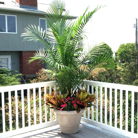 How to Grow and Care for Potted Palm Trees Outdoors Landscaping With Potted Plants, Plants For Shaded Areas, Pool Planters, Plants Around Pool, Palm Tree Landscape, Potted Palm Trees, Pool Plants, Palm Trees Landscaping, Potted Palms