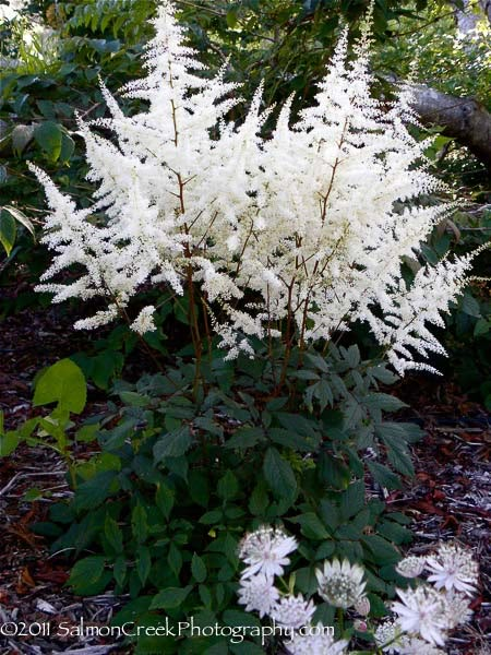 Astilbe Chinensis, Astilbe Flower, False Spirea, White Astilbe, Digging Dogs, White Flowers Garden, White Flower Garden, Dog Nursery, White Plants