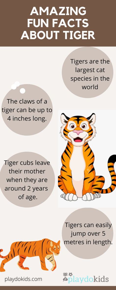 Coloring pages #coloringpages Coloring books #coloringbooks Coloring pages for kids #coloringpagesforkids Coloring pages for kids animals #coloringpagesforkidsanimals 1.1492 Tiger Habitat Project For Kids, Tiger Day Activities For Kids, Tiger Activities For Preschool, Tiger Facts For Kids, Tigers In The Wild, April Themes, International Tiger Day, Tiger Habitat, Project Tiger