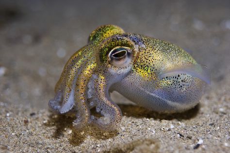 Laughing Jack, Water Animals, Beautiful Sea Creatures, Underwater Creatures, Underwater Life, Water Life, Ocean Creatures, Marine Animals, Ocean Animals