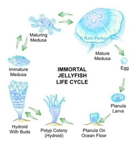 Different Types Of Jellyfish, Jellyfish Person, Silly Jellyfish, Jellyfish Pfp, Immortal Jellyfish, Types Of Jellyfish, Jellyfish Facts, Jellyfish Pictures, Sea Jellies