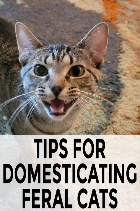 Tips for domesticating feral cats can be summed up in 2 words. Food and patience. Get more information about working with feral cats. Diy Cat Food, Feral Kittens, Feral Cat, Older Cats, Stray Cats, Cat Ideas, Cat Care Tips, Rescue Team, Outdoor Cats