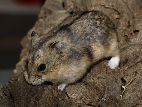 Agouti RCD Hamster Colors, Campbell Hamster, Hamster Species, Russian Hamster, Chinese Hamster, Robo Hamster, Small Hamster, Hamster Care, Hamster Treats