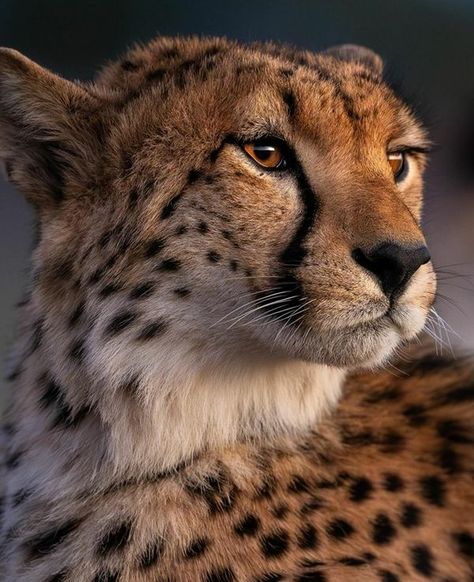 Animals Cheetah, Cheetah Photos, African Cheetah, Sitting Cheetah, Angry Cheetah, Cheetah Sitting, Beautiful Cheetah Photography, Gorgeous Animals, Cheetahs