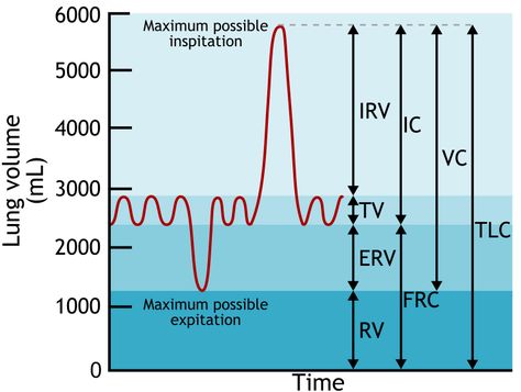 File:Lung Volumes And Capacities en.svg - Wikimedia Commons Pulmonary Function Test, Too Much Estrogen, Study Flashcards, Neck Exercises, Health Guru, Volume And Capacity, Respiratory Therapy, Medical School Studying, School Rules