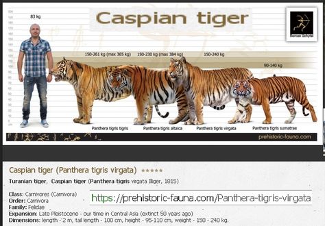 Caspian Tiger. Caspian Tiger, Panthera Tigris, Tiger Art, Original Character, Big Cats, Wild Cats, Animals, Quick Saves