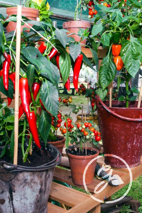 Jamaican Garden, Italy Cottage, Growing Chili Peppers, Chili Plant, Chili Pepper Plant, Pepper Garden, Growing Hot Pepper, Growing Bell Peppers, Chilli Plant