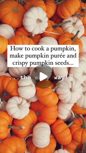 Laura ♡ on Instagram: "{🎃 season}

Save this post for future reference! 

Homemade Pumpkin Purée…the easy way!

-Put 1 sugar pie pumpkin in an instant pot (on a trivet) with 1 cup of water. If it is a bigger pumpkin, cut it in half.
-Set to manual for 15 minutes, let natural release for 15 minutes. Poke the pumpkin with a knife. If still hard, cook for another 5 minutes. 
-Once cool, peel off the skin, open and scrape out the seeds. Save the seeds.
-Optional: set the pumpkin flesh in a strainer for an hour to get rid of excess liquid.
-Blend the pumpkin and use in your favorite fall recipe! 

🎃Comment PUMPKIN for some fun recipes of mine!

The BEST Crispy Pumpkin Seeds
-Clean off pumpkin seeds
-Soak in a bowl of water & 1 teaspoon salt for 24 hours
-Strain and pat the seeds dry. Lay out Pumpkin Flesh Recipe, How To Dry Pumpkin Seeds To Eat, How Do You Cook Fresh Pumpkin, Pumpkin Puree From Real Pumpkin, How To Separate Pumpkin Seeds From Pulp, Biggest Pumpkin, Pie Pumpkin, Cooking Pumpkin, Sugar Pie