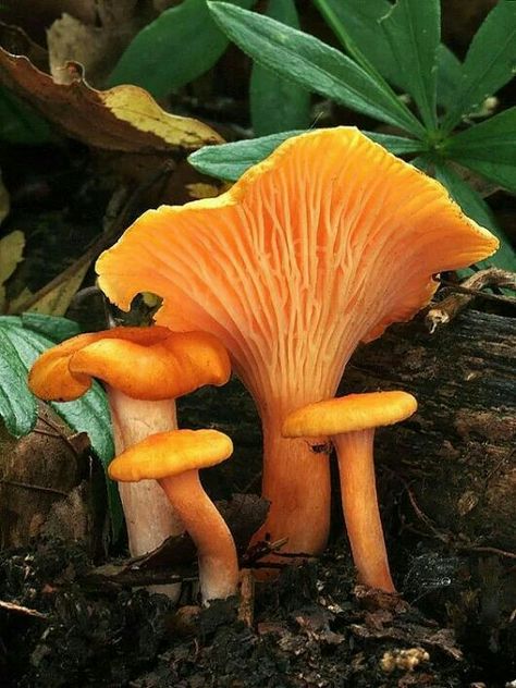 Mushroom Pictures Photography, Chanterelle Mushrooms Photography, Reference Photos Nature, Mushroom Reference, Pretty Mushrooms, Fungi Photography, Mushrooms Wild, Plant Reference, Beautiful Mushrooms