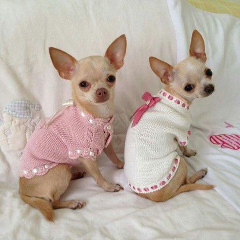 So sweet Types Of Chihuahua, Teacup Chihuahua Puppies, Chihuahua Clothes, Baby Chihuahua, Chihuahua Puppies For Sale, Teacup Chihuahua, Cute Chihuahua, Chihuahua Love, Teacup Puppies