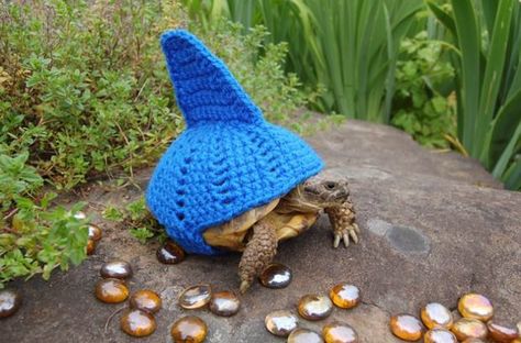 Turtle with a Shark Costume The Bloodhound Gang, Unusual Outfits, Turtle Sweaters, Russian Tortoise, Tortoise Care, Sulcata Tortoise, Pet Turtle, Sharks Funny, Crochet Cozy