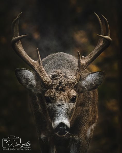 A close-up of a mature whitetail buck. Whitetail Deer Photography, Whitetail Deer Pictures, Deer Photography, Deer Pictures, Whitetail Bucks, Deer Art, Mule Deer, Close Encounters, White Tail