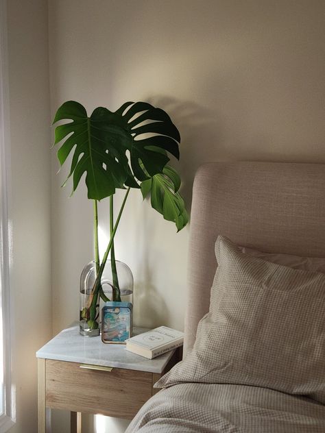 Monstera cuttings Monstera Bedroom, Bedroom Inspo, Bedroom Decor, Bedroom, Bedroom Décor