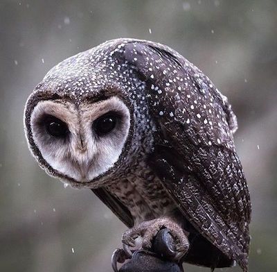 Sooty Owl, Scary Owl, Eyes Wide Open, Night Elf, Random Aesthetic, Owl Pictures, Beautiful Owl, Heart Face Shape, Owl Art