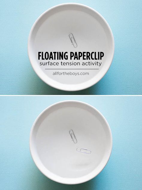 Floating paper clip surface tension activity from All for the Boys blog Water Experiments, Science Camp, Summer Science, Simple Science, Travel Movies, Surface Tension, Activities Ideas, Kid Experiments, Easy Science