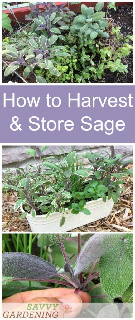 Harvesting Sage, Drying Fresh Herbs, Snake Plant Care, Fresh Sage, Herbal Apothecary, Culinary Herbs, Bountiful Harvest, Backyard Farming, Garden Recipes