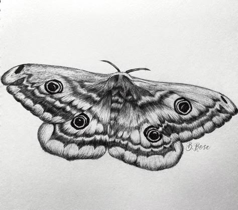 Detailed Moth Drawing, Realistic Moth Tattoo Design, Moth Sketch Tattoo, Fuzzy Moth Drawing, Realism Moth Tattoo, Moth Tattoo Realistic, Realistic Moth Tattoo, Moth Sketches, Realism Flash