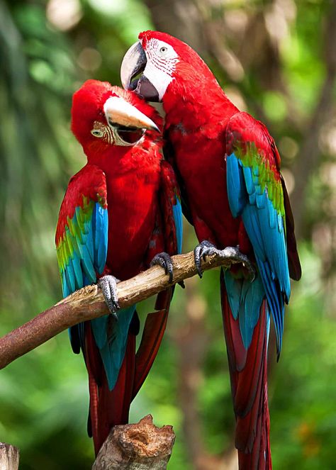 Do scarlet macaws mate for life?  #birds #birding #beautifulnature  #scarletmacaws #mateforlife #facts Pet Birds Parrots, Scarlet Macaw, Parrots Art, What Is A Bird, Most Beautiful Birds, Animale Rare, Airbrush Art, Nature Birds, Tropical Birds